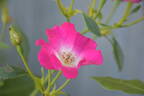 Papa Hémeray rose photo