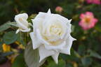 Francis Phoebe rose photo
