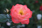 Chihuly ® rose photo