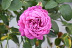 Old Port rose photo