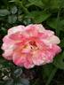 La Rose  des Impressionnistes ® rose photo