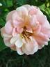 La Rose  des Impressionnistes ® rose photo