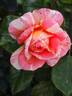 La Rose  des Impressionnistes ® rose photo