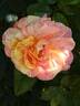 La Rose  des Impressionnistes ® rose photo