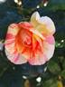 La Rose  des Impressionnistes ® rose photo