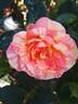 La Rose  des Impressionnistes ® rose photo