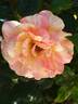 La Rose  des Impressionnistes ® rose photo