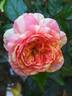 La Rose  des Impressionnistes ® rose photo