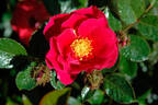 11-96-10 rose photo