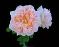 Oshun rose photo