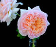 Oshun rose photo