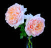 Oshun rose photo