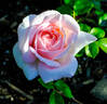 Oshun rose photo