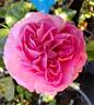 Home Sweet Home (hybrid tea, Wood rose photo