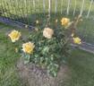Oregold rose photo
