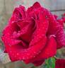 Precious Platinum rose photo