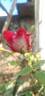 Love rose photo