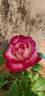 Rangoli rose photo