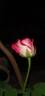 Rangoli rose photo
