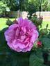 Gallicandy rose photo