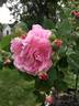 Gallicandy rose photo