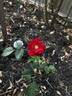 Scarlet Moss ™ rose photo