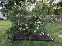 Gallicandy rose photo