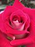 Dolores Ann rose photo