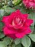 Dolores Ann rose photo