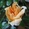 Amber Sun ® rose photo
