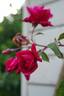 Dr. Rouges rose photo