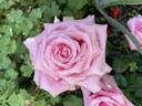 Linda Porter rose photo
