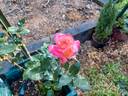 Broadway ™ rose photo