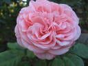Joy of Health rose photo
