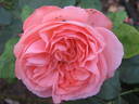 Joy of Health rose photo
