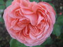 Joy of Health rose photo