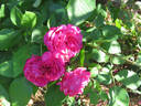 Climbing Souvenir of Wootton rose photo