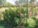 Climbing Souvenir of Wootton rose photo