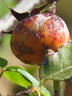Climbing Souvenir of Wootton rose photo