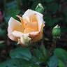 Sunshine rose photo