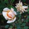 Sunshine rose photo