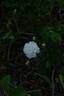 Denise Cassegrain rose photo