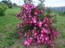 Glory of Edzell rose photo
