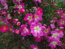Glory of Edzell rose photo