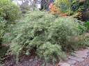 R. watsoniana rose photo