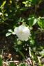 Denise Cassegrain rose photo