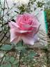 Ajatashatru Kasturi™ rose photo