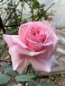 Ajatashatru Kasturi™ rose photo