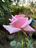 Ajatashatru Kasturi™ rose photo