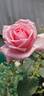 Ajatashatru Kasturi™ rose photo
